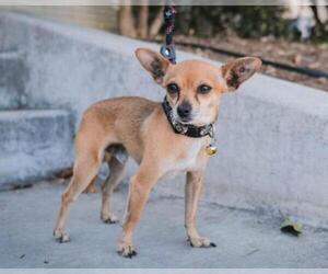 Chihuahua Dogs for adoption in El Cajon, CA, USA