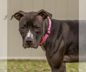 Boxador Dogs for adoption in Titusville, FL, USA