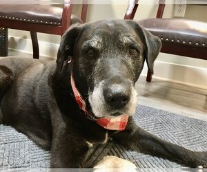 Labrador Retriever Dogs for adoption in Emmett, ID, USA