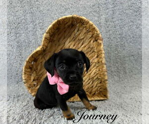 Chihuahua-Unknown Mix Dogs for adoption in Grafton, WI, USA