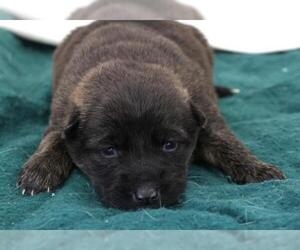 Mutt Dogs for adoption in Thief River Falls, MN, USA