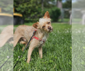Mutt Dogs for adoption in Cranston, RI, USA