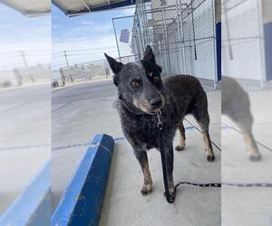 Australian Cattle Dog Dogs for adoption in Bakersfield, CA, USA