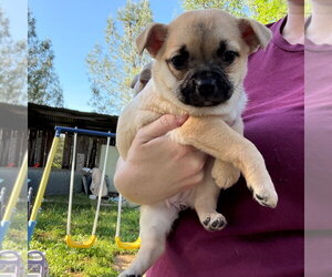 Chihuahua Dogs for adoption in Chico, CA, USA