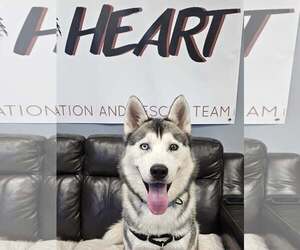 Siberian Husky Dogs for adoption in Severn, MD, USA