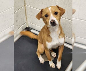 Feist Terrier-Unknown Mix Dogs for adoption in Hilton Head, SC, USA