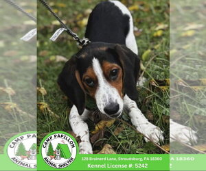Beagle Dogs for adoption in Stroudsburg, PA, USA