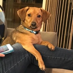 Chiweenie Dogs for adoption in Columbus, IN, USA