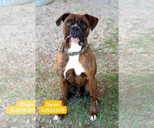 Boxer Dogs for adoption in Dumont, NJ, USA
