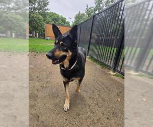 German Shepherd Dog Dogs for adoption in Riverside, CA, USA