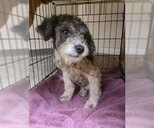 Poodle (Toy) Dogs for adoption in Santa Barbara, CA, USA