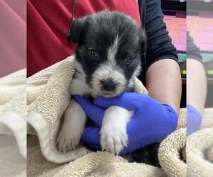 Labrador Retriever Dogs for adoption in Pasadena, TX, USA