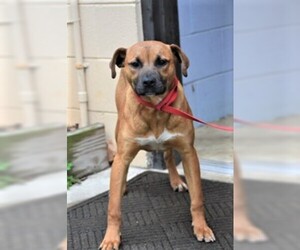 Boxador Dogs for adoption in Rowayton, CT, USA