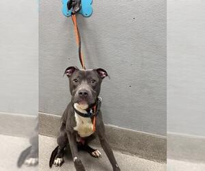 American Pit Bull Terrier-Unknown Mix Dogs for adoption in Las Vegas, NV, USA
