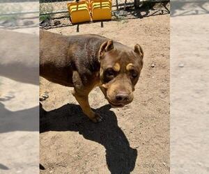 American Pit Bull Terrier Dogs for adoption in HESPERIA, CA, USA