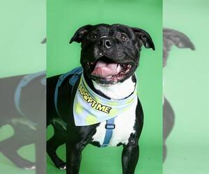 American Pit Bull Terrier Dogs for adoption in West Valley, UT, USA