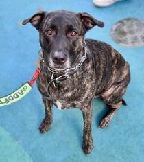 Boxer-German Shepherd Dog Mix Dogs for adoption in Sacramento, CA, USA