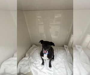 Chihuahua-Unknown Mix Dogs for adoption in Las Vegas, NV, USA