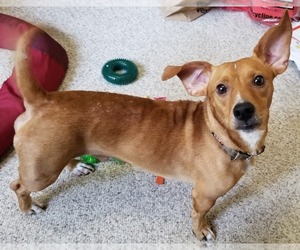 Dachshund-Unknown Mix Dogs for adoption in Cincinnati, OH, USA