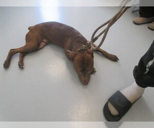 American Pit Bull Terrier Dogs for adoption in Ocala, FL, USA