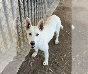 German Shepherd Dog Dogs for adoption in Riverside, CA, USA