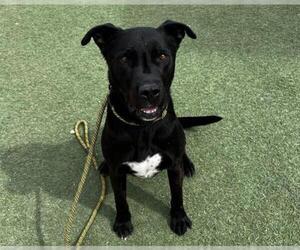 Labrador Retriever-Unknown Mix Dogs for adoption in Las Vegas, NV, USA