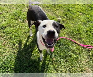 American Pit Bull Terrier-Unknown Mix Dogs for adoption in Tulsa, OK, USA