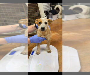 Mutt Dogs for adoption in Bolivar, MO, USA