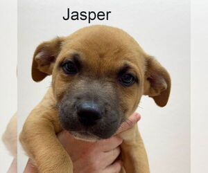 Mutt Dogs for adoption in Hilton Head, SC, USA