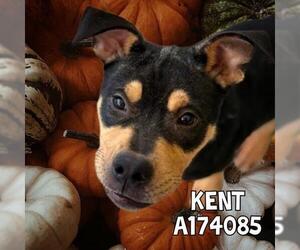 German Shepherd Dog-Unknown Mix Dogs for adoption in Tulsa, OK, USA