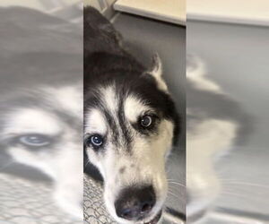 - Mix Dogs for adoption in Glen Allen, VA, USA