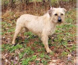 Mutt Dogs for adoption in Social Circle, GA, USA