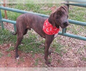 Plott Hound Dogs for adoption in Oklahoma City, OK, USA