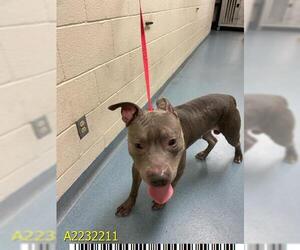 American Pit Bull Terrier Dogs for adoption in West Palm Beach, FL, USA
