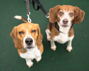 Medium Photo #1 Beagle Puppy For Sale in Birdsboro, PA, USA
