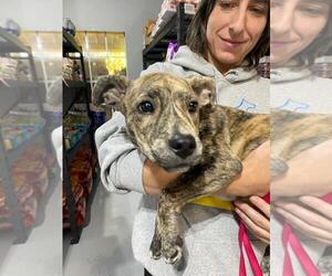 Labrador Retriever-Unknown Mix Dogs for adoption in The Woodlands, TX, USA