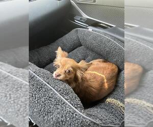 Chihuahua-Unknown Mix Dogs for adoption in San Antonio, TX, USA
