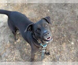 Labrador Retriever-Unknown Mix Dogs for adoption in Ocala, FL, USA