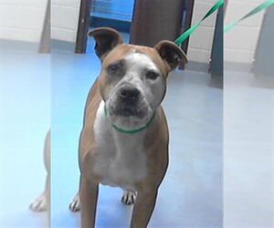 American Pit Bull Terrier Dogs for adoption in Fayetteville, NC, USA