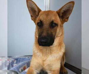 German Shepherd Dog-Unknown Mix Dogs for adoption in San Antonio, TX, USA