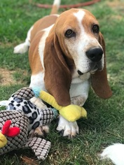 Basset Hound Dogs for adoption in Carrollton, TX, USA