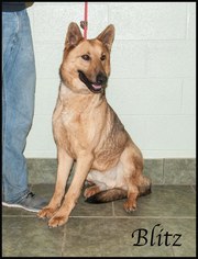 German Shepherd Dog Dogs for adoption in Ada, OK, USA