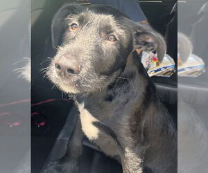 Labrador Retriever-Unknown Mix Dogs for adoption in Oakland Park, FL, USA