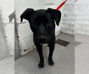 American Pit Bull Terrier Dogs for adoption in San Bernardino, CA, USA
