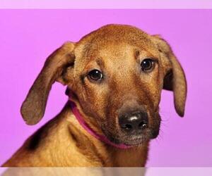 Redbone Coonhound-Unknown Mix Dogs for adoption in Crossville, TN, USA