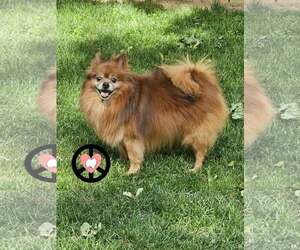 Pomeranian Dogs for adoption in Lebanon, PA, USA