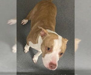 American Pit Bull Terrier Dogs for adoption in Glen Allen, VA, USA