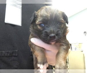 German Shepherd Dog-Unknown Mix Dogs for adoption in Riverside, CA, USA