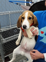 Beagle Dogs for adoption in San Pablo, CA, USA