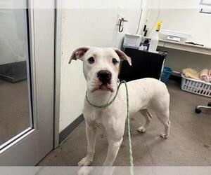 American Bulldog-Unknown Mix Dogs for adoption in Berkeley , CA, USA